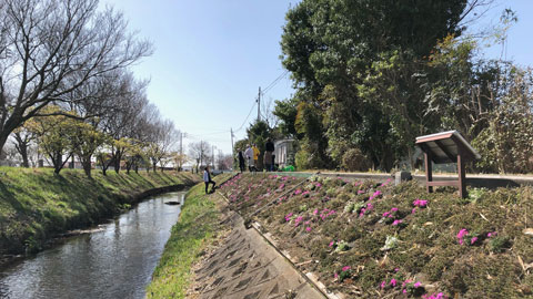 渋田川河畔芝桜